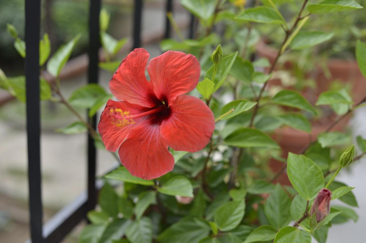 Villa Flower With Free Onsite Parking Mostar Zewnętrze zdjęcie